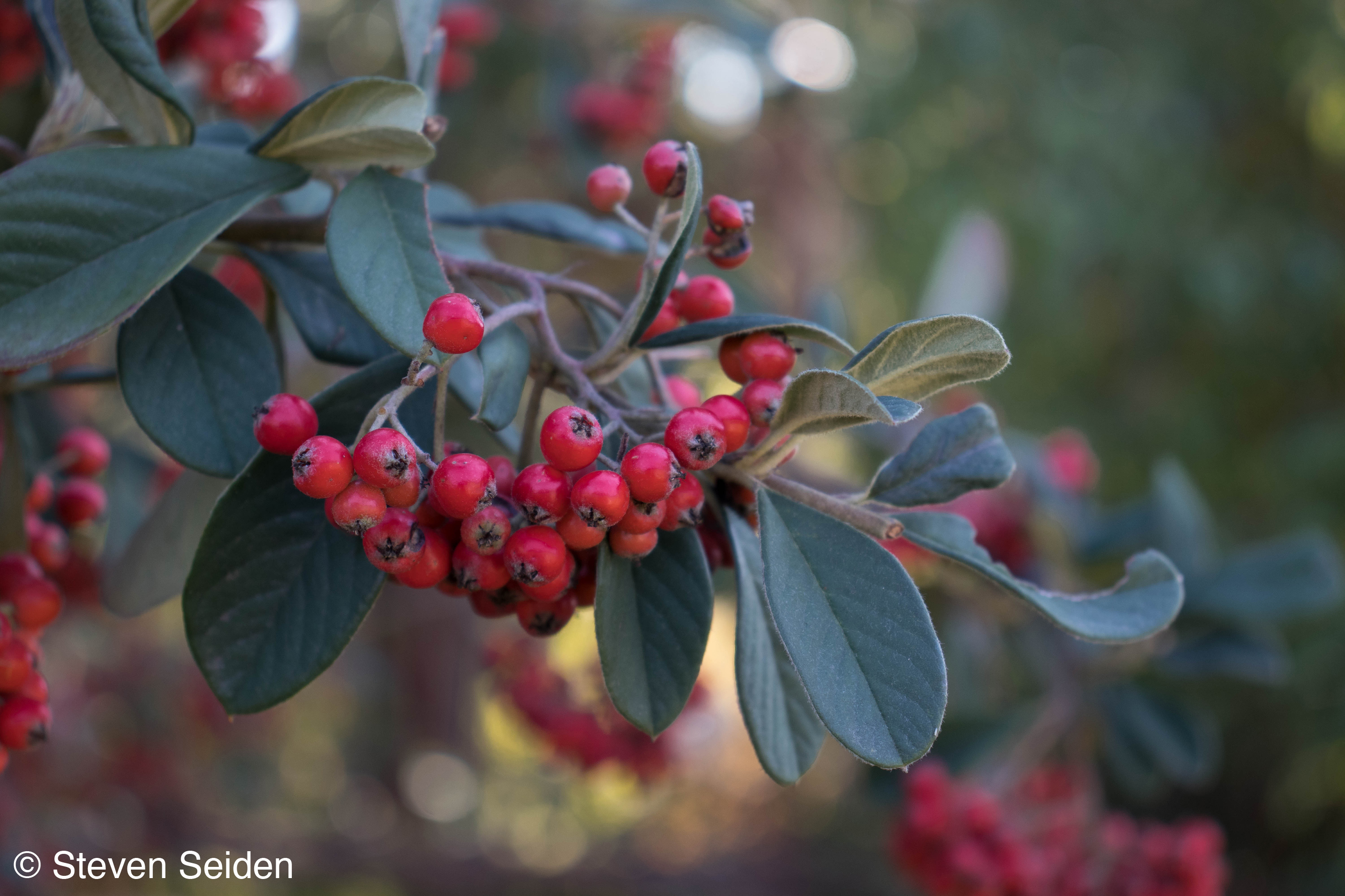 A picture of berries.